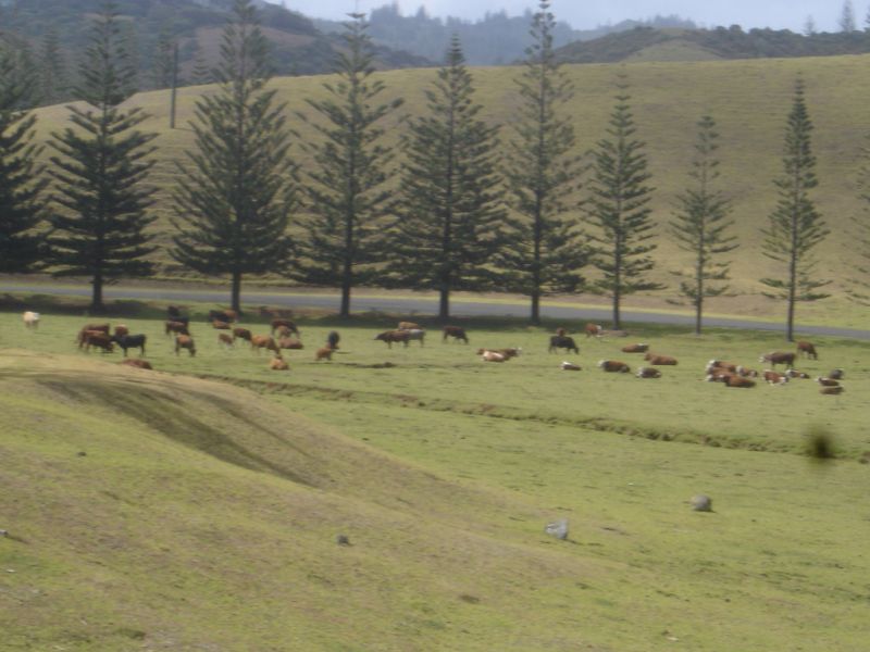 Norfolk Island JA0JHQ/VK9N Norfolk Island JA0JHQ/VK9N