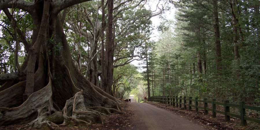 Остров Норфолк VK7AN/VK9N VK7YUM/VK9N VK9N/VK7AN VK9N/VK7YUM DX Новости Остров Норфолк VK7AN/VK9N VK7YUM/VK9N VK9N/VK7AN VK9N/VK7YUM DX Новости