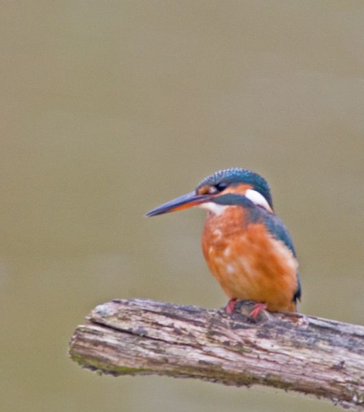 Norfolk Island VK9NZ DX News Kingfisher