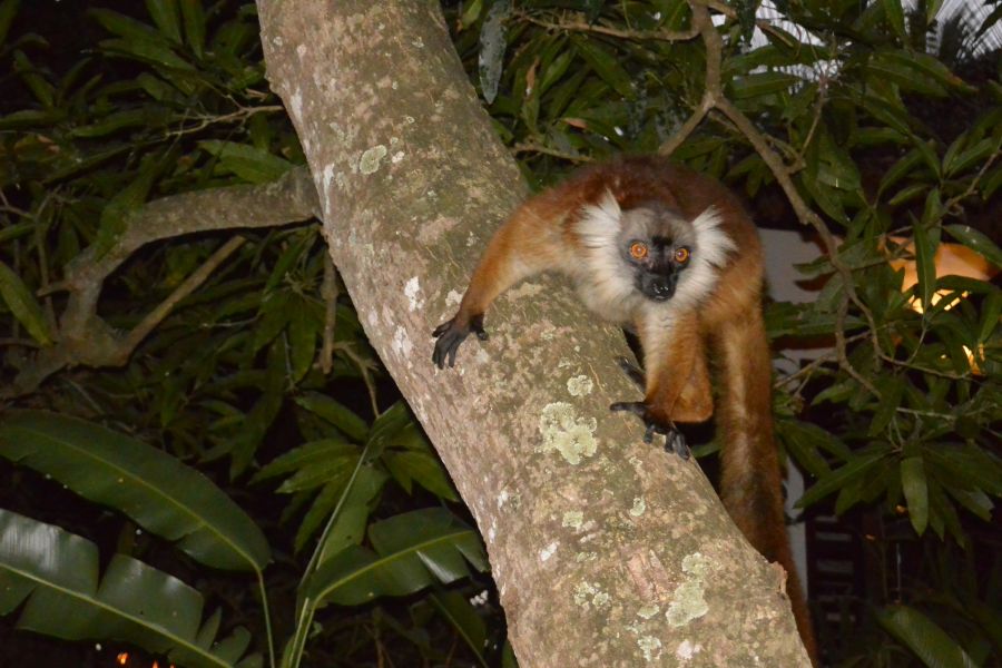 Nosy Be Island Madagascar 5R8BC DX News 