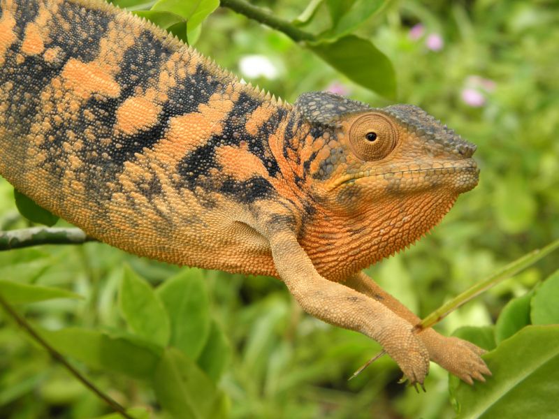 Nosy Be Island Madagascar 5R8BC Tourist attractions spot 