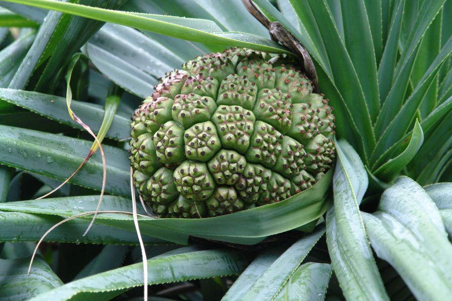 Остров Увеа Новая Каледония FK4RD DX Новости Остров Увеа Новая Каледония FK4RD DX Новости