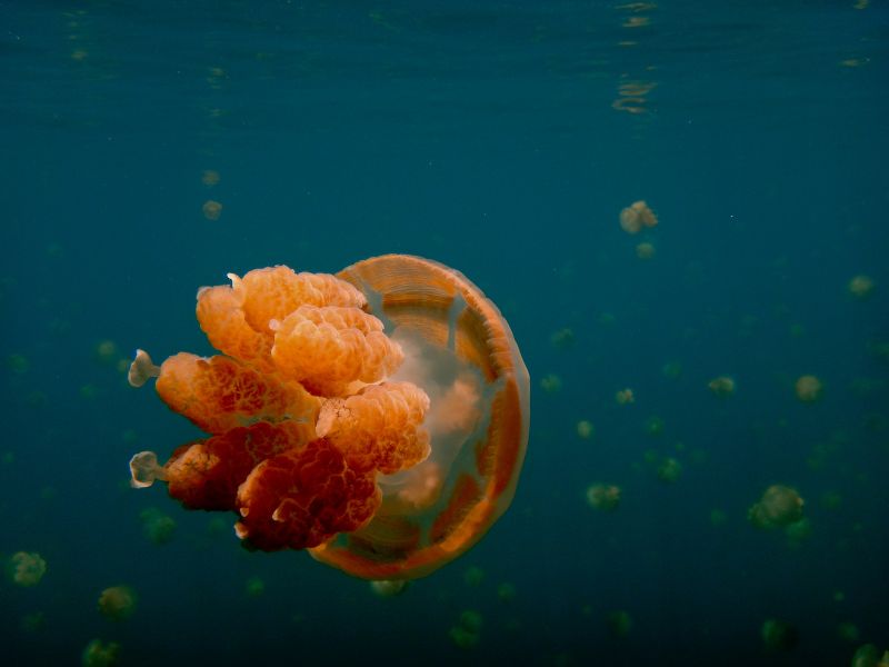 Palau T88XH Tourist attractions spot Jellyfish Lake. Palau T88XH Tourist attractions spot Jellyfish Lake.