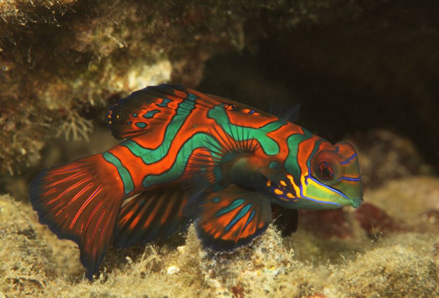 Koror Island Palau T8AM DX News Mandarin fish.