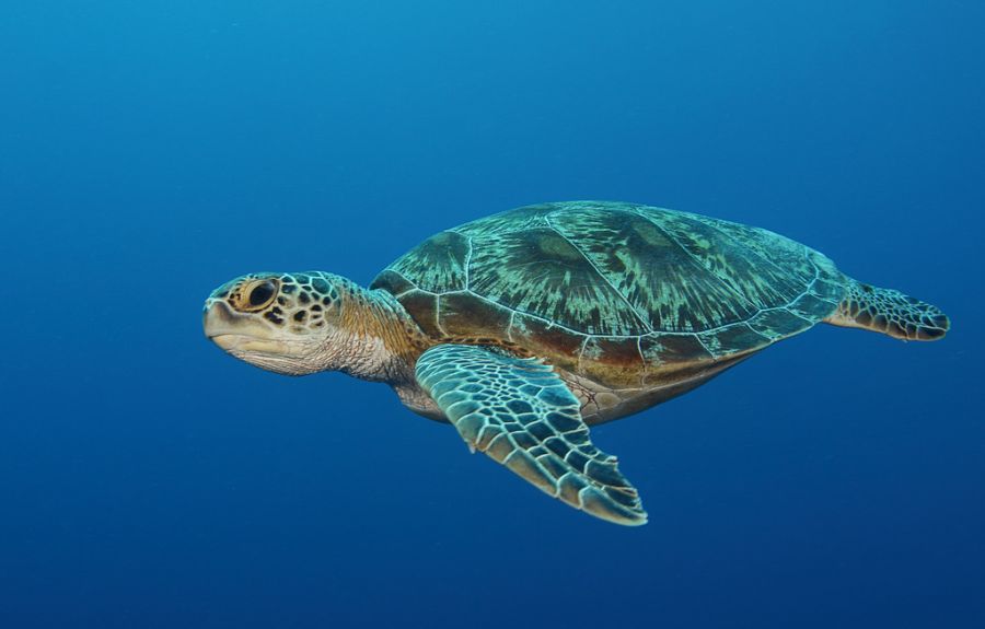 Koror Island Palau T8AM Turtle.