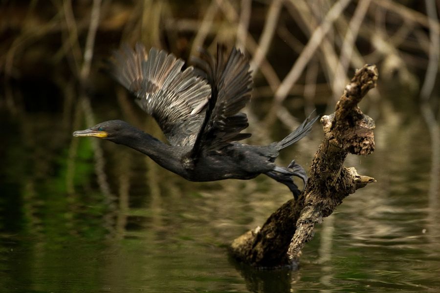 Peru OA7/DL1CW DX News 