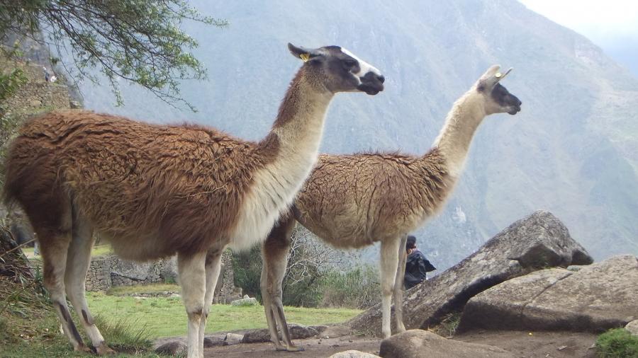 Peru OA7/DL2RMC DX News  Peru OA7/DL2RMC DX News