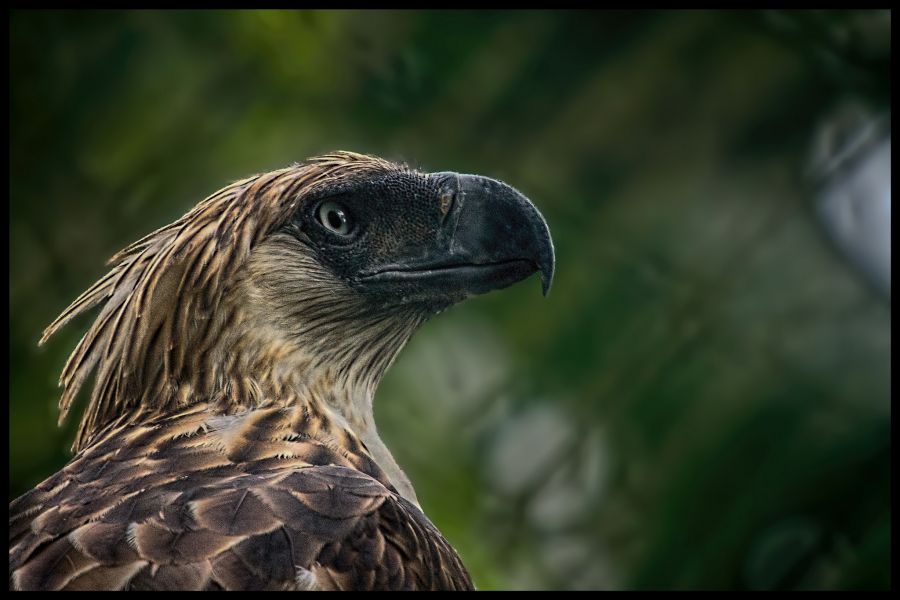 Philippines DU1WQY DX News The Philippine Eagle (Pithecophaga jefferyi), also known as the Monkey-eating Eagle.