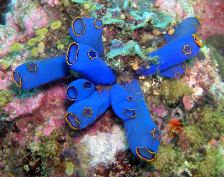 Philippines DU1WQY Tourist attractions spot Ascidian, Cebu.