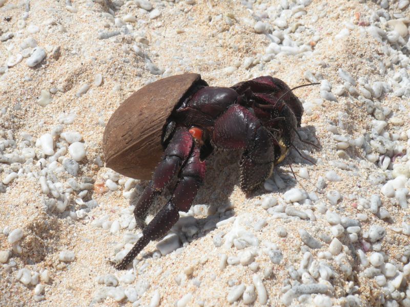 Pitcairn Island VP6AH Hermit crab