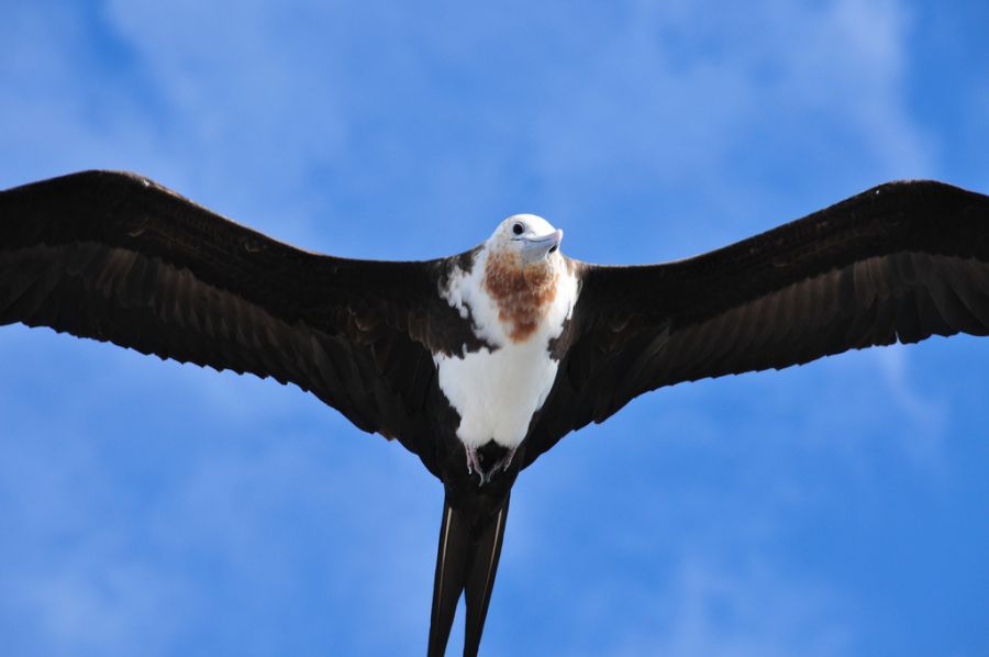 Pitcairn Island VP6AH Tourist attractions spot Frigatbird Pitcairn Island VP6AH Tourist attractions spot Frigatbird