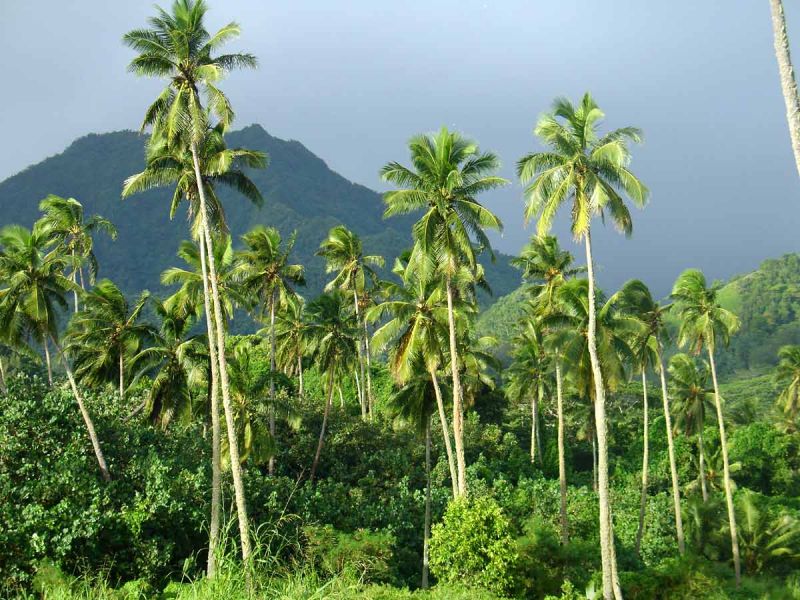 Остров Раротонга E51HDJ E51XIW Туристические достопримечательности Остров Раротонга E51HDJ E51XIW Туристические достопримечательности