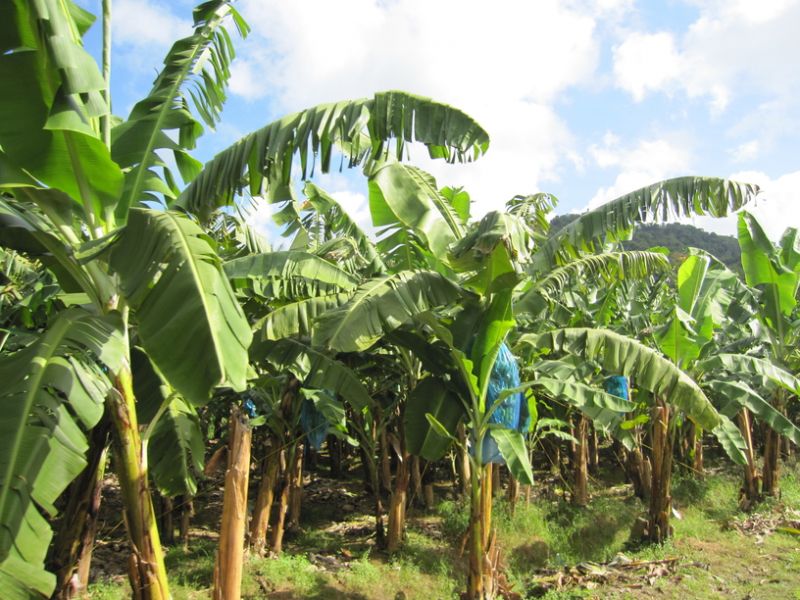 Saint Lucia J6/K9AW Tourist attractions Saint Lucia J6/K9AW Tourist attractions