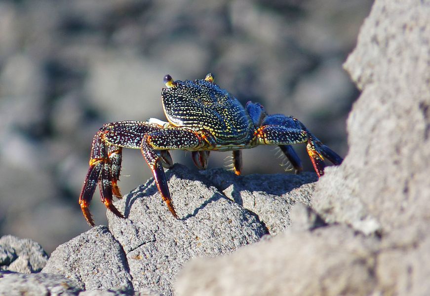 Saint Peter and Saint Paul Archipelago PY0S/PU0FDN DX News Saint Peter and Saint Paul Archipelago PY0S/PU0FDN DX News