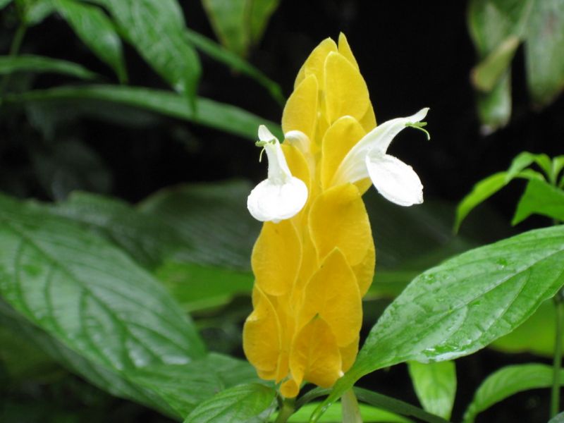 Сайпан KH0/W5SEA DX Новости Сайпан KH0/W5SEA DX Новости