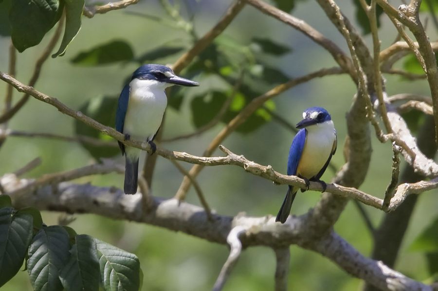 Samoa 5W0JHQ DX News Kingfishers. Samoa 5W0JHQ DX News Kingfishers.