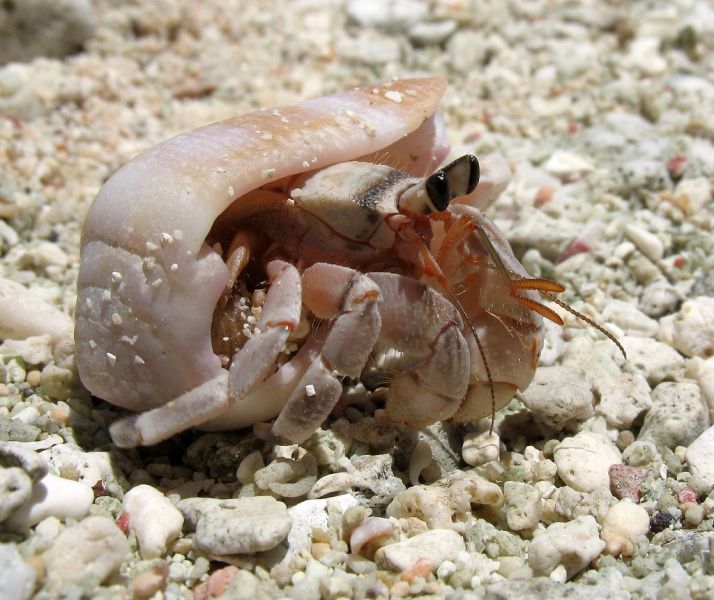 Samoa 5W0JHQ Hermit Crab Samoa 5W0JHQ Hermit Crab