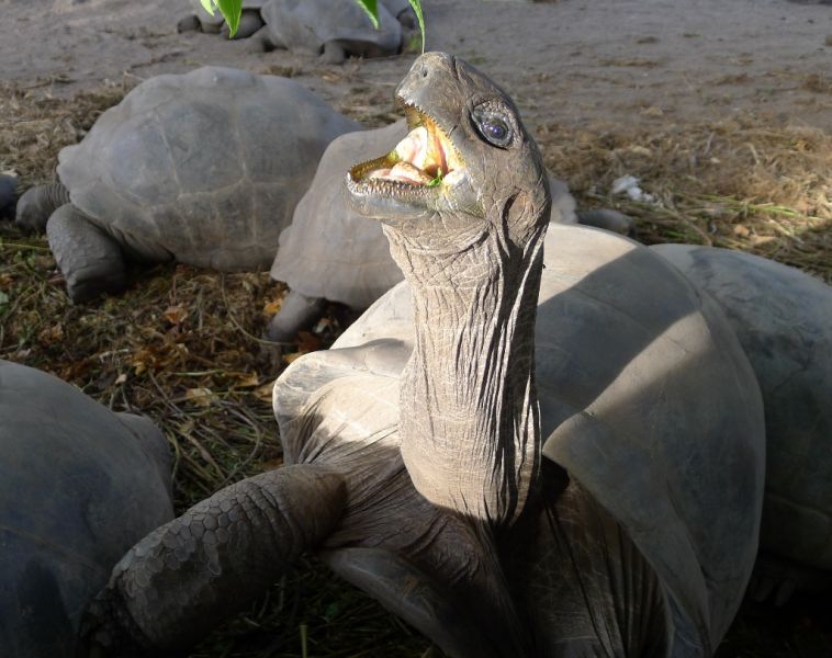 Seychelles S79HN DX News Seychelles S79HN DX News