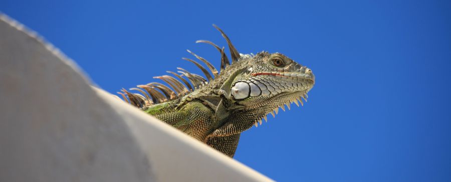 Синт Мартен FS/W5LAC PJ7/W5LAC Туристические достопримечательности Игуана. Синт Мартен FS/W5LAC PJ7/W5LAC Туристические достопримечательности Игуана.