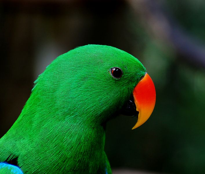 Guadalcanal Island Munda Island Solomon Islands H44RR DX News Eclectus.