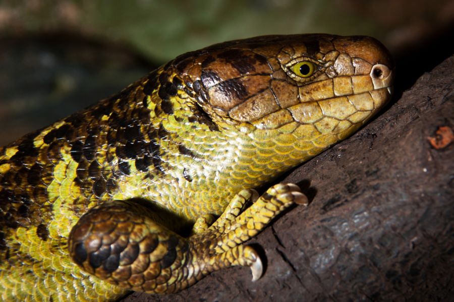 Guadalcanal Island Munda Island Solomon Islands H44RR DX News Skink.