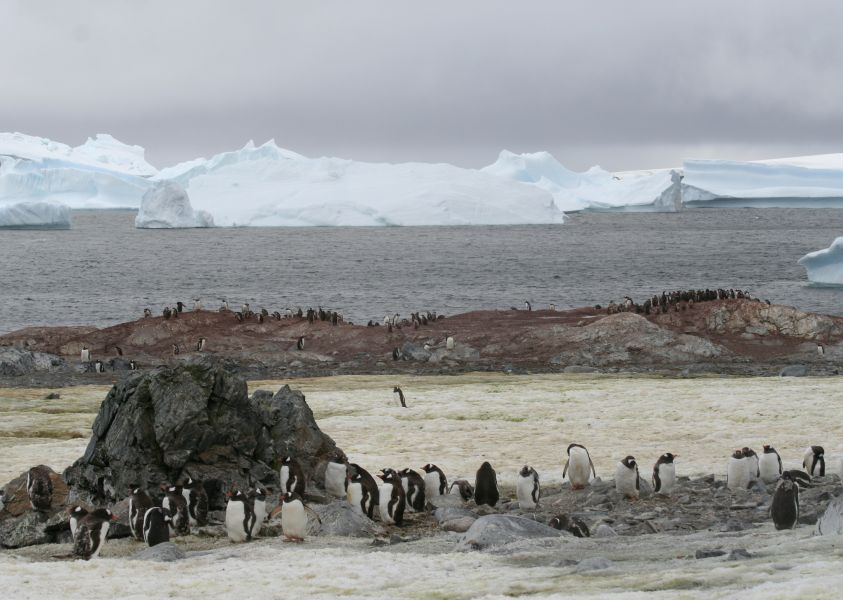 VP8STI - South Sandwich Islands - Southern Thule Island