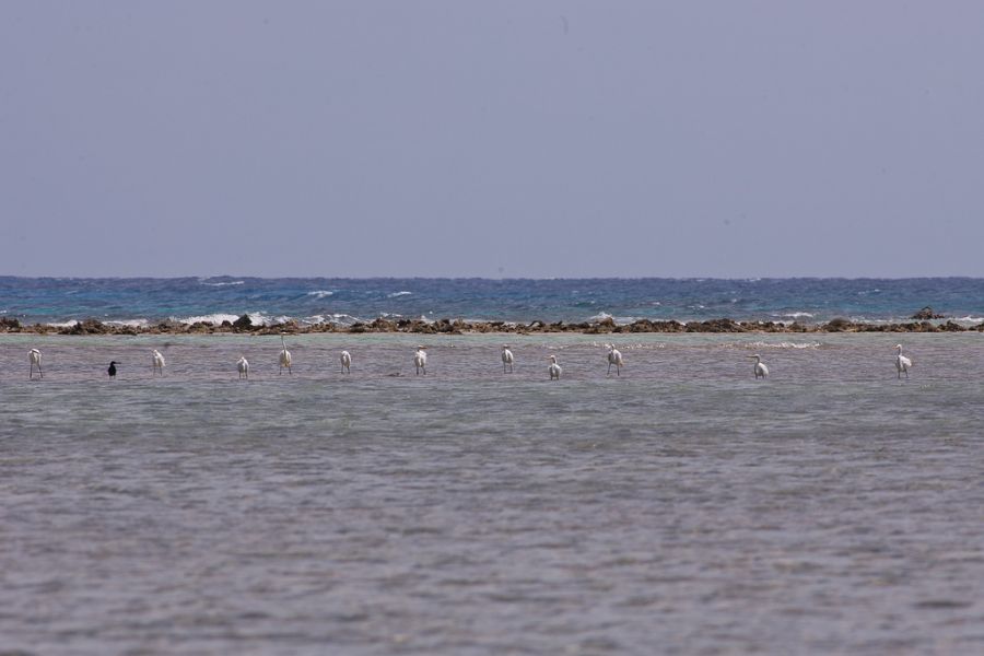 South Water Caye Island V31JZ/P Belize Tourist attractions spot 11 great white egrets.