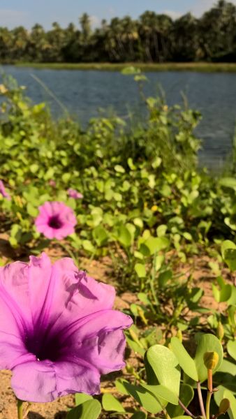 Sri Lanka 4S7ULG DX News Sri Lanka 4S7ULG DX News