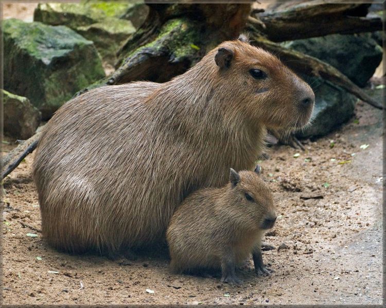Suriname PZ50X DX News Capybaras. Suriname PZ50X DX News Capybaras.