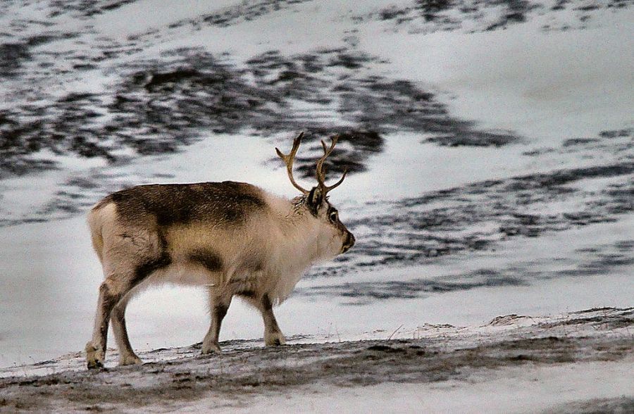 Svalbard JW/SM7RYR Tourist attractions spot  Svalbard JW/SM7RYR Tourist attractions spot
