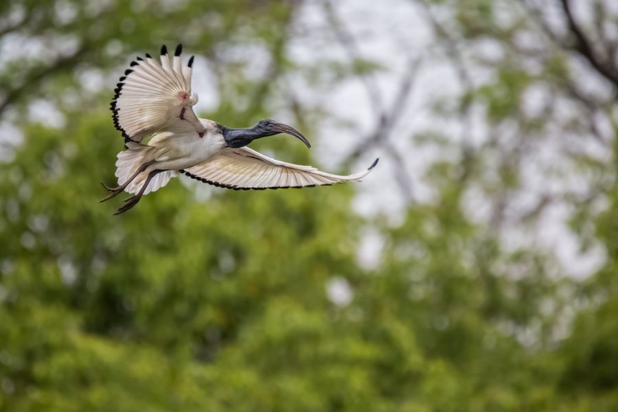 Swaziland 3DA0CC 3DA0IJ DX News African sacred ibis in flight.