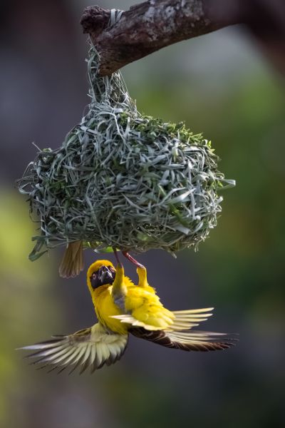 Swaziland 3DA0CC 3DA0IJ Tourist attractions spot A southern masked weaver trying to enter inside his nest.