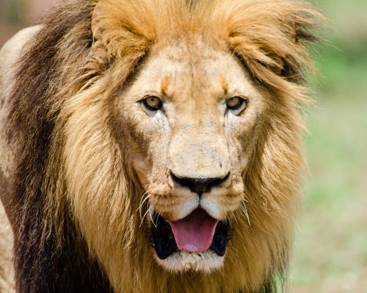 Swaziland 3DA0CC 3DA0IJ Lion.