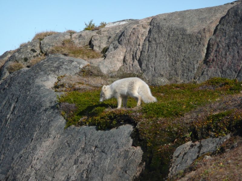 Остров Аммассалик Гренландия OX/DL7DF OX/DJ6TF OX/DK1BT OX/DL7UFR Туристические досторимечательности Остров Аммассалик Гренландия OX/DL7DF OX/DJ6TF OX/DK1BT OX/DL7UFR Туристические досторимечательности