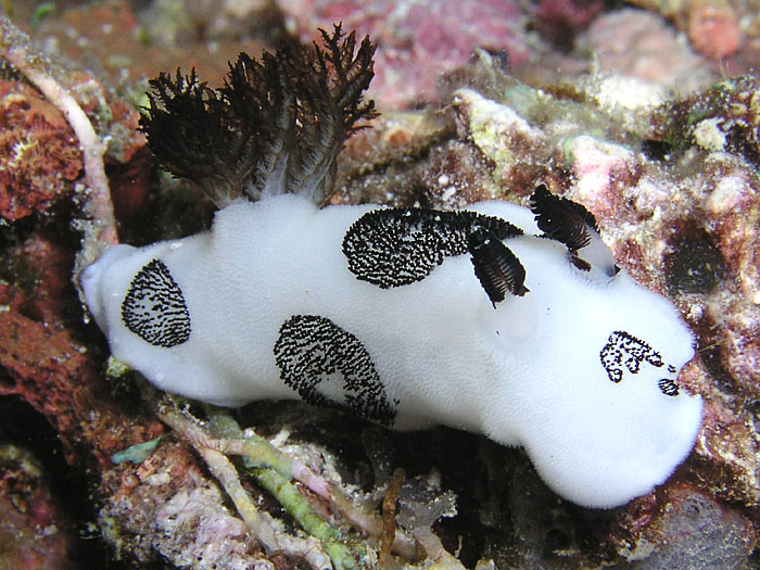 Timor Leste 4W/7K4QOK 4W/JQ2GYU 4W/JJ2VLY DX News Jorunna. Timor Leste 4W/7K4QOK 4W/JQ2GYU 4W/JJ2VLY DX News Jorunna.