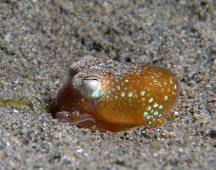 Timor Leste 4W/DJ2EH DX News Bobtail Squid.