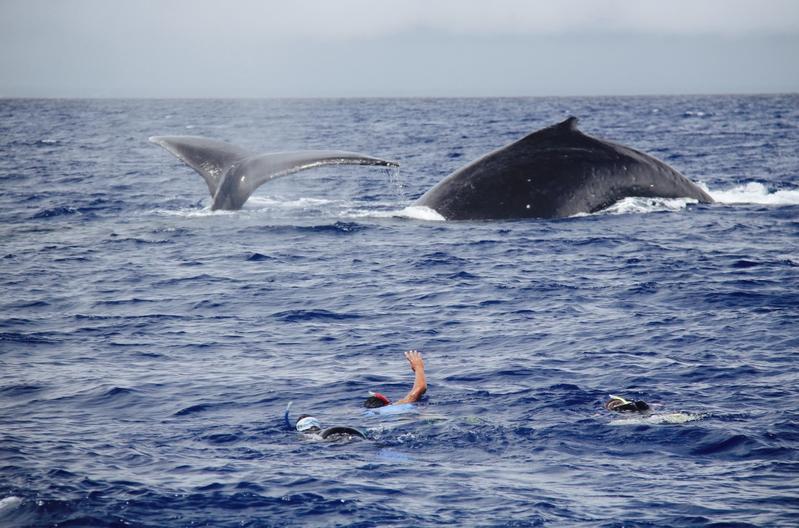 A31YM - Tonga - Tongatapu Island - Haapai Island - Eua