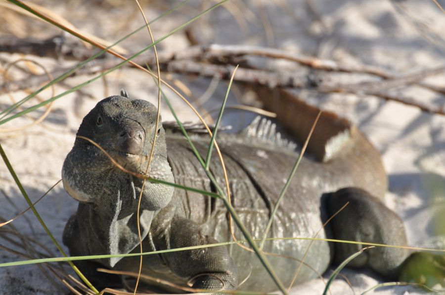 Turks and Caicos Islands VP5/W5RF DX News Iguana 
