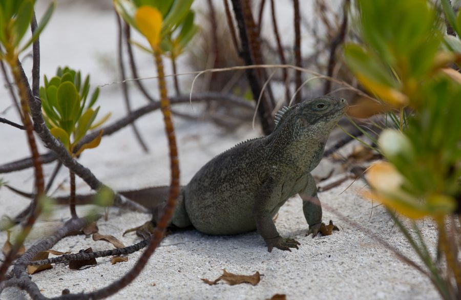 Turks and Caicos Islands VP5/W5RF Tourist attractions spot Iguana