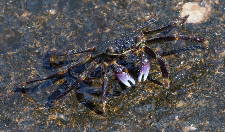 Tutuila Island KH8/KC0W DX News American Samoa Colourful Crab. Tutuila Island KH8/KC0W DX News American Samoa Colourful Crab.