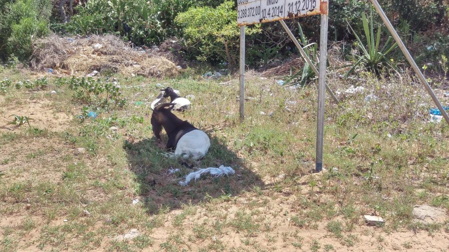 Хаи Хаи Мозамбик Двухцветные домашние козлы Хаи Хаи Мозамбик Двухцветные домашние козлы