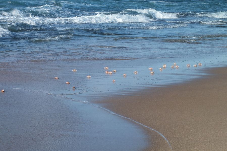 Мозамбик Крабы Мозамбик Крабы