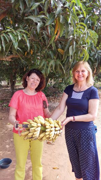 Мозамбик Местные бананы Мозамбик Местные бананы