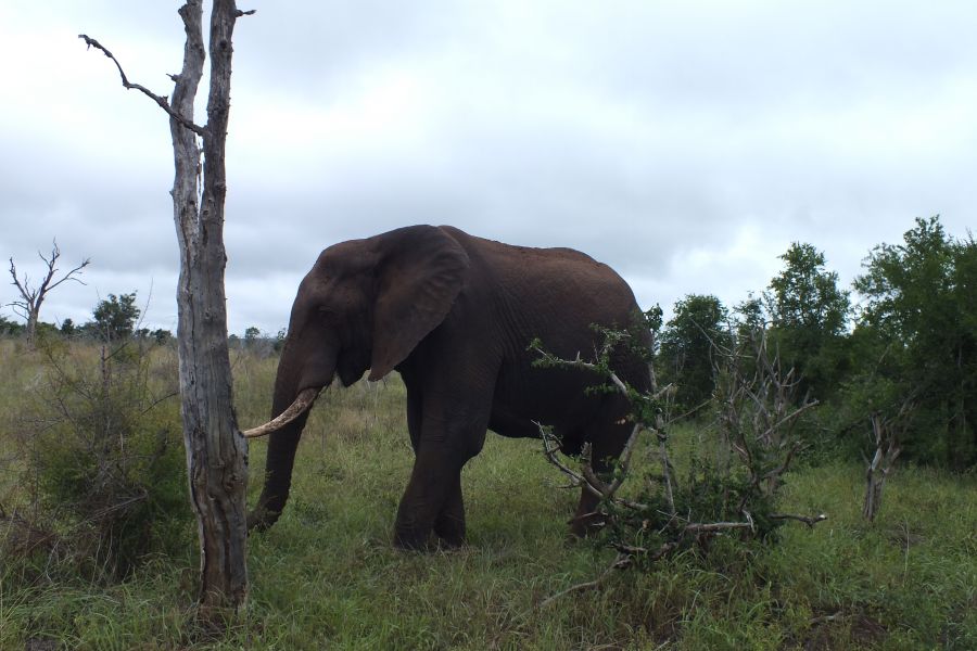 Свазиленд Африканский слон Свазиленд Африканский слон