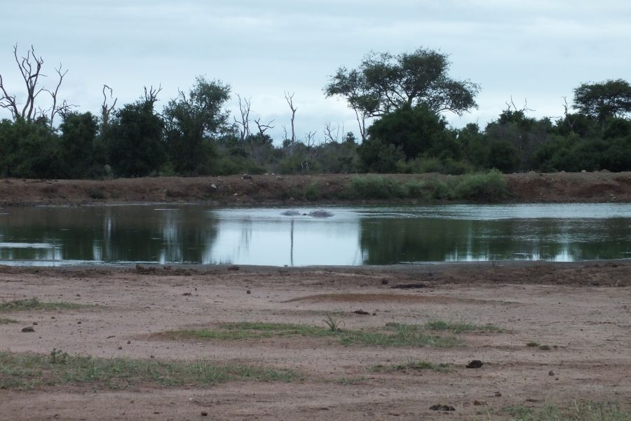 Свазиленд Бегемоты Свазиленд Бегемоты