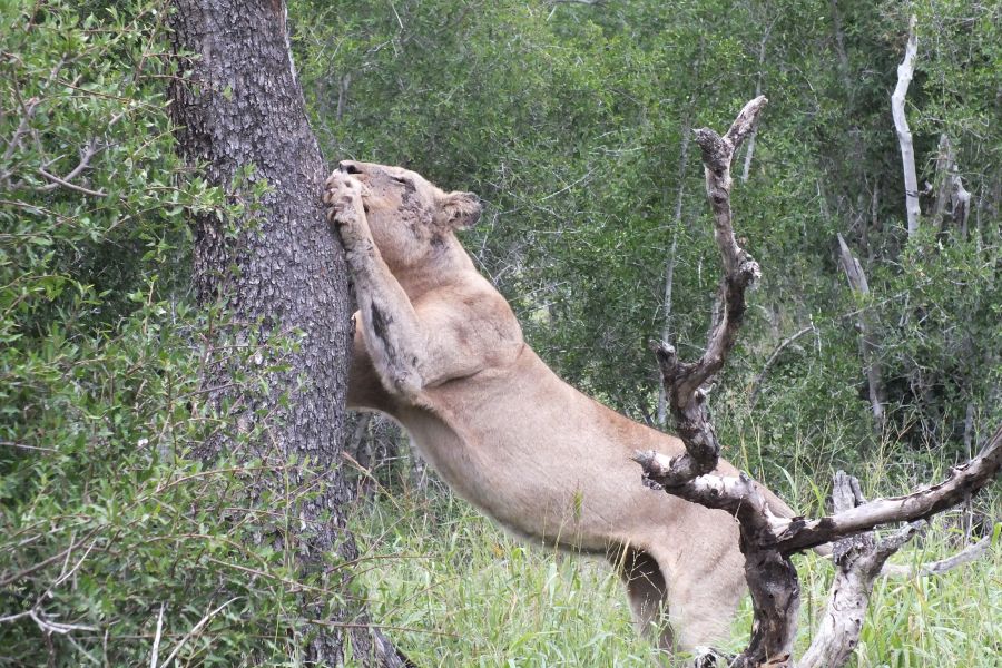 Свазиленд Львица Свазиленд Львица