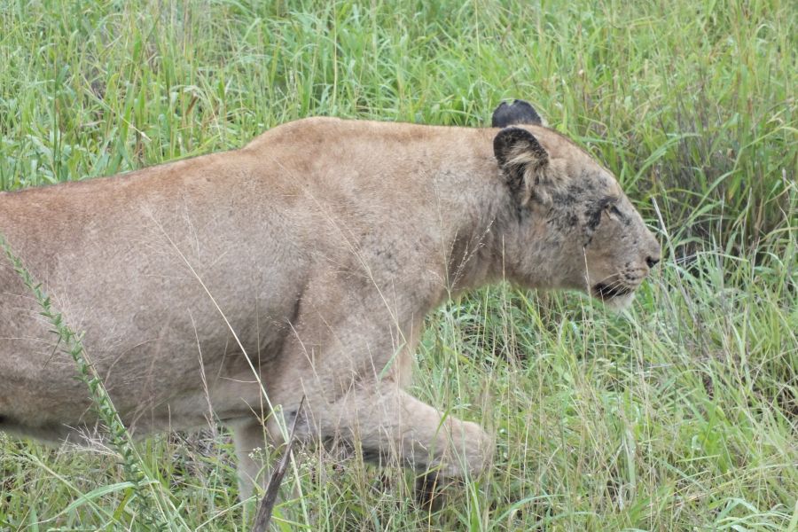 Свазиленд Львица прошла так близко, что мы слышали, как шерсть трется об обшивку…  Свазиленд Львица прошла так близко, что мы слышали, как шерсть трется об обшивку…