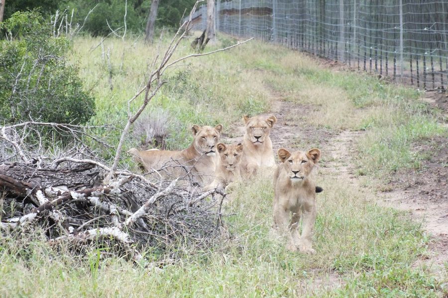 Свазиленд Львы Свазиленд Львы