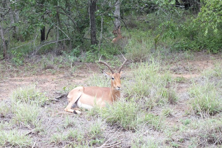 Свазиленд Знатные рога Свазиленд Знатные рога