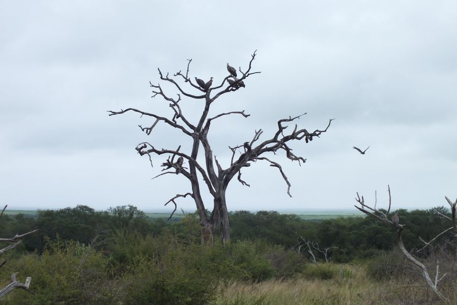 Свазиленд Типичная саванна Свазиленд Типичная саванна